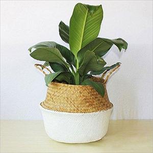 Aneil Woven Belly Storage Basket, Seagrass Planter with Handle, Plant Flower Pots, Home Kitchen Organizer (L, White)