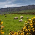 Benbulbin - "Sligo’s Table Mountain"