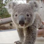 Day at the San Diego Zoo