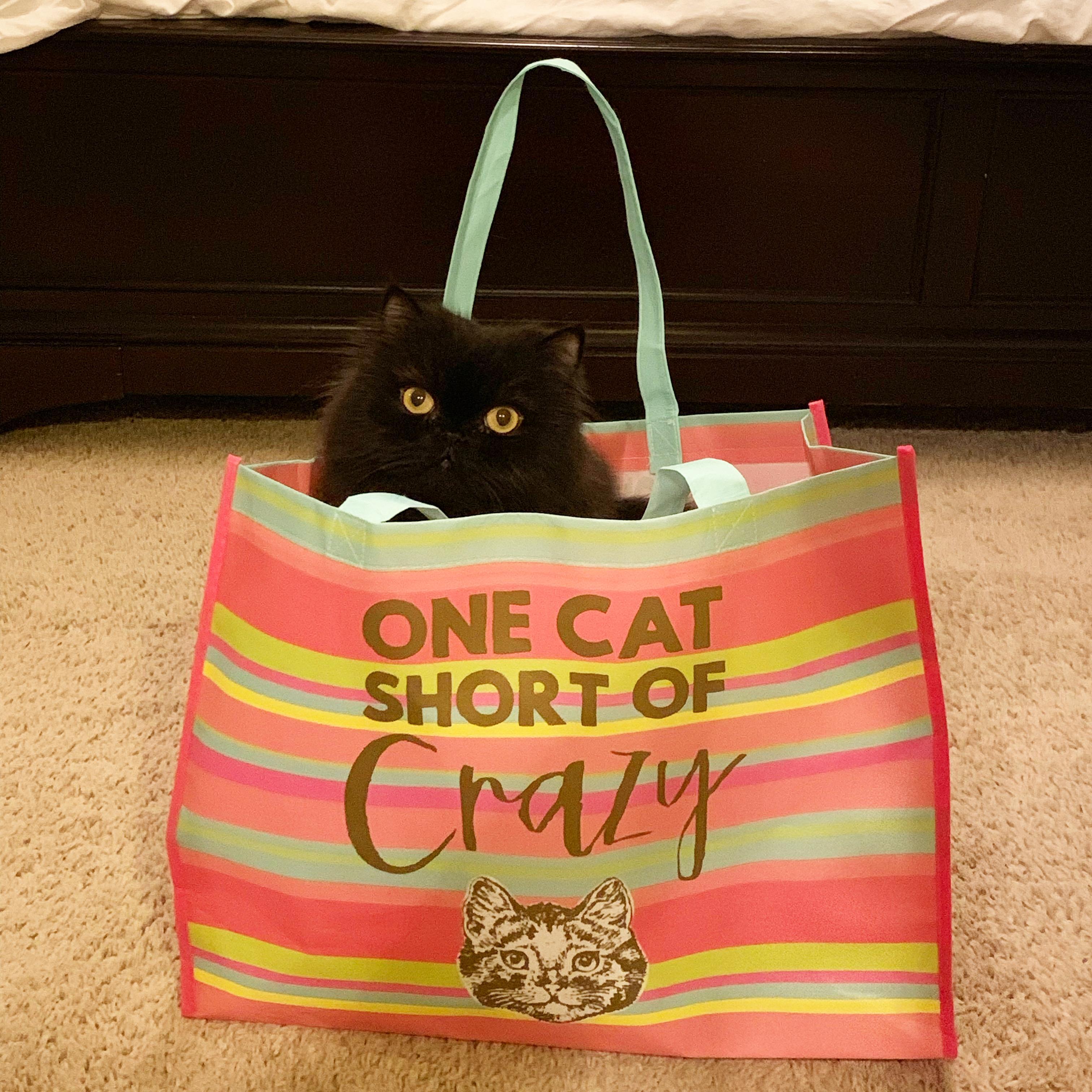 Bad Cat.