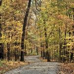Forest Park