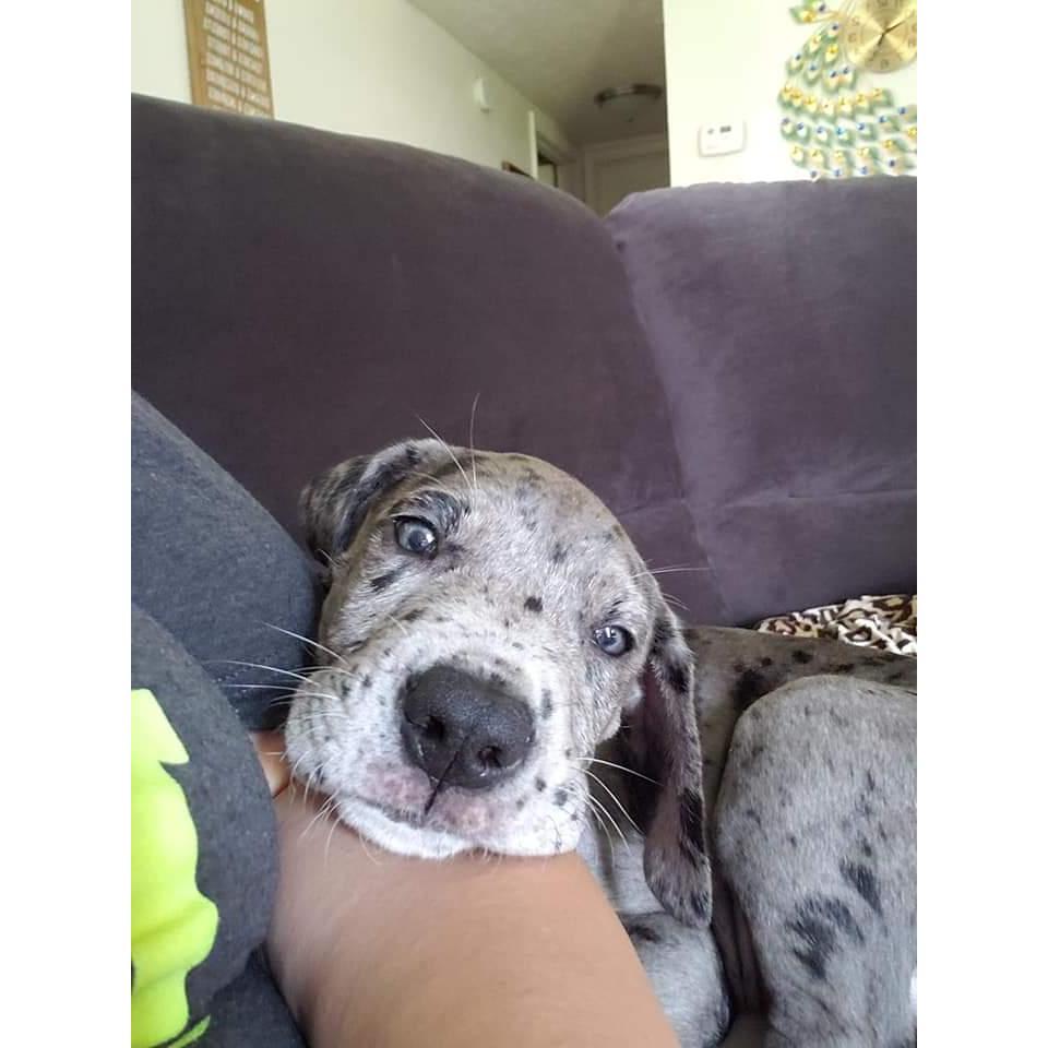 Our Baby Dozer