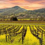 Napa Valley