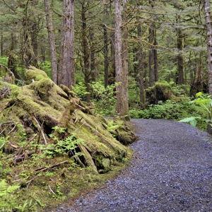 Tongass Rainforest Hike