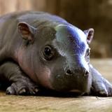 Wildlife World Zoo, Aquarium & Safari Park