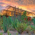 Desert Botanical Garden