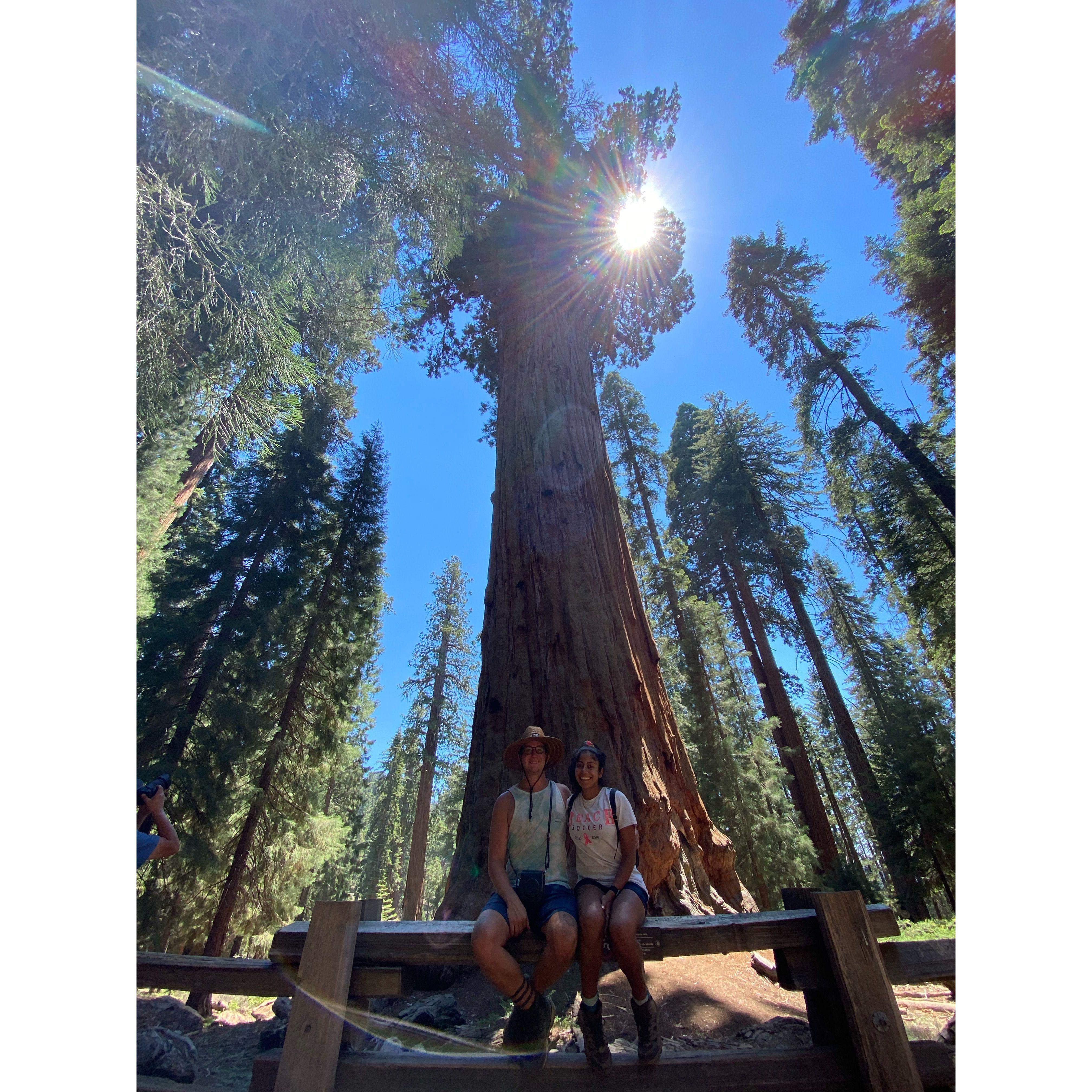 Roaming with the giants- Sequoia National Park, CA.