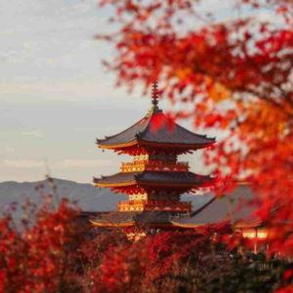Japan Honeymoon Fund (contribute w/o fees venmo)
