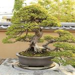 Shop at Mike's Bonsai