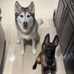 Pet Boarding For Our Wedding & Honeymoon