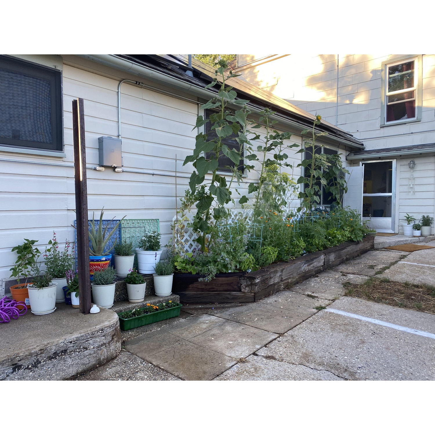 our first garden