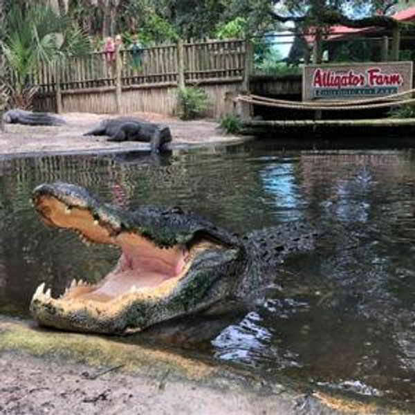 Alligator Farm Adventure