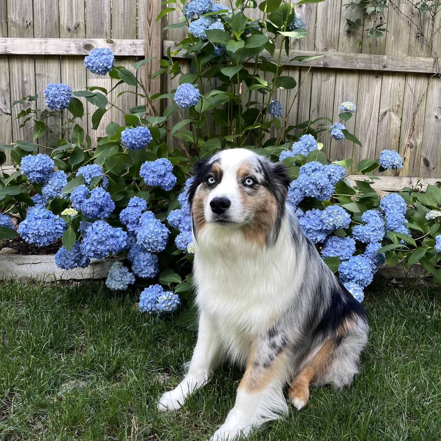 Gus!