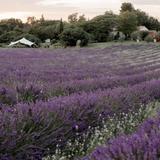 Home Lavender - Terre Ugo