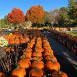 Cherry Hill Orchards