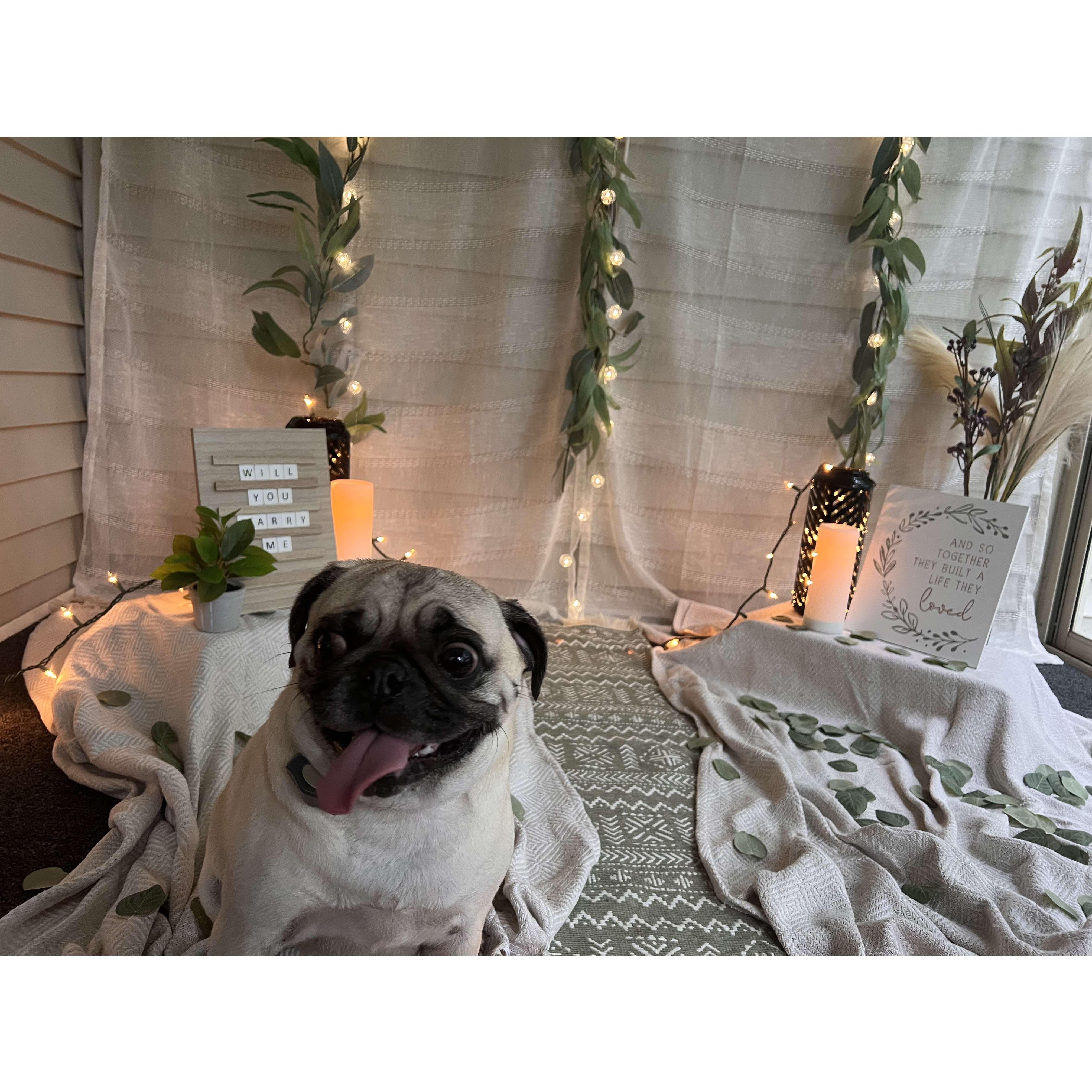 Potato was very excited about the proposal