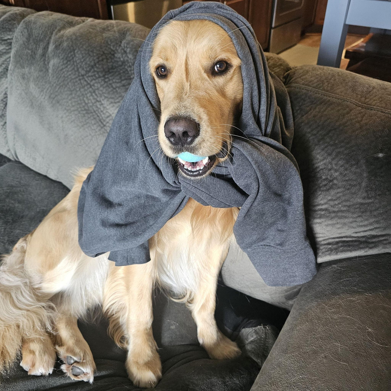 Our dog Louie