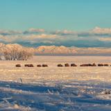 Rocky Mountain Arsenal National Wildlife Refuge