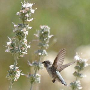 White Sage (2)