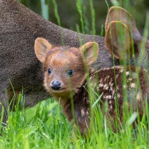 Two Tickets to the Woodland Park Zoo - Seattle