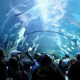 Georgia Aquarium