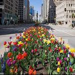 Michigan Avenue Tulips