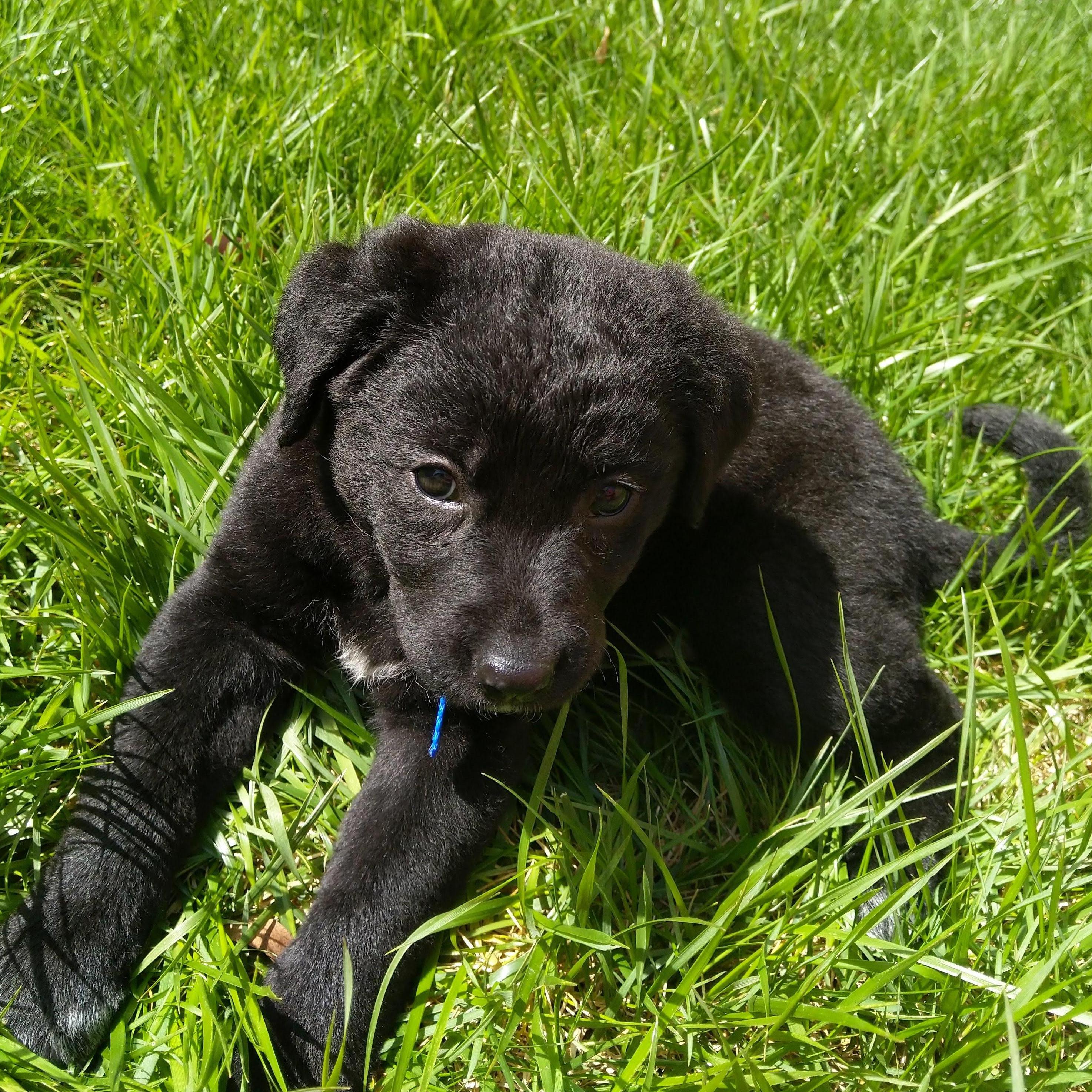 Bella was a new addition in California, she makes for a great security system.