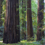 Hike Hendy Woods