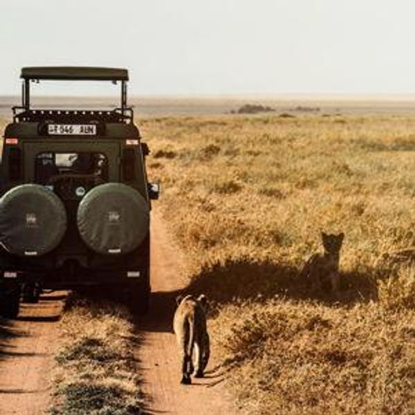 Honeymoon // Safari