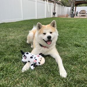 Sunny Fund