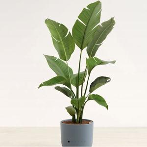 Giant White Bird of Paradise Plant for Sale | easyplant