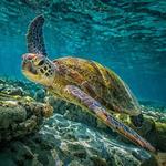 Snorkel with Turtles