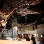 Houston Museum of Natural Science