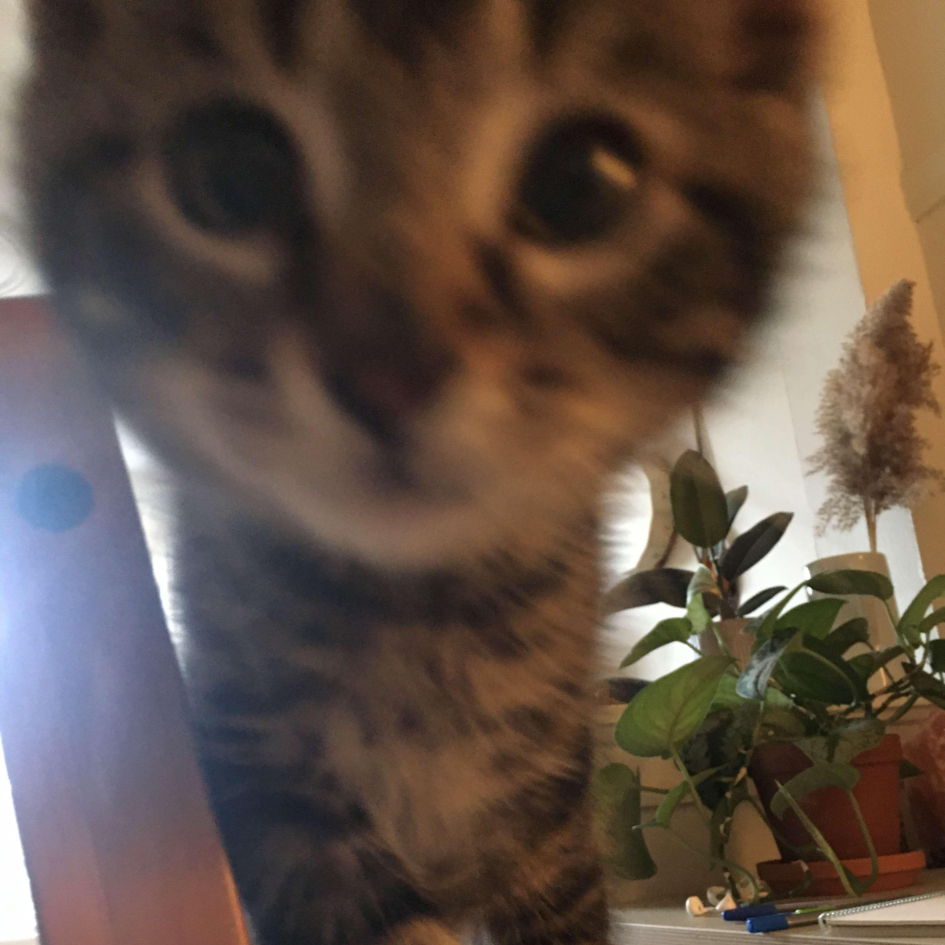 One day we went out for a walk to the river...and came back with a kitten. Tobacco is so sweet and full of life. Juni still isn't impressed, but just look at that face!