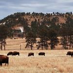 Wildlife Loop Road