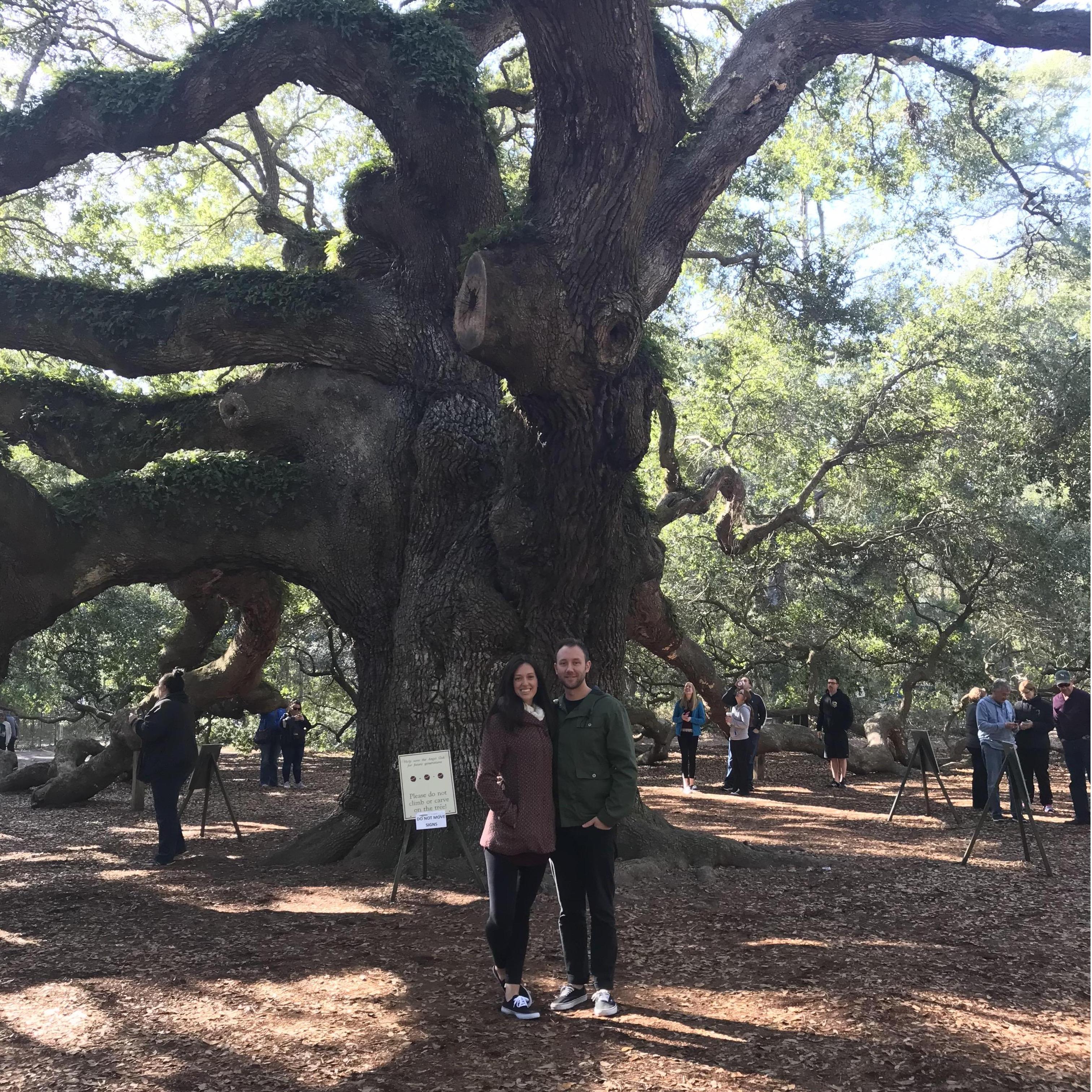 Angel Oak tree in Charleston, SC