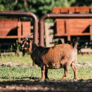 Honeymoon: Pygmy Goat Therapy