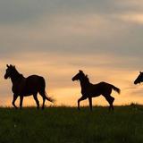 Tour of Thoroughbred race horse farm Ashford Stud at Coolmore America Friday or Saturday at 11am