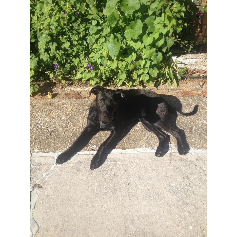 Our adorable, crazy, unique, kissing obsessed, most lovable dog you will ever meet ... Toki!