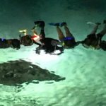 Moonlight Manta Ray Swim