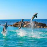 Swim with Dolphins at Dolphin Cove