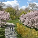 Arnold Arboretum of Harvard University