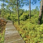 Carolina Beach State Park