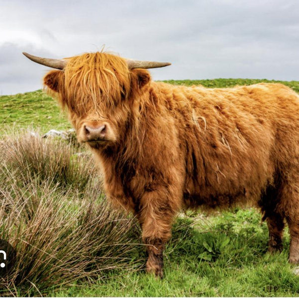 Pair of Highland Cattle