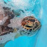 Loggerhead Marinelife Center