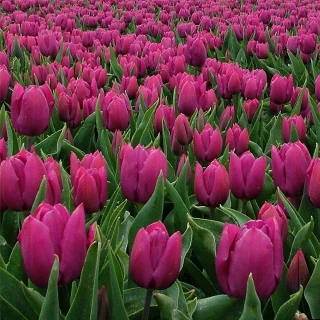 Purple Prince 25 Tulip Bulbs - Early Blooming! 12/+cm Bulbs