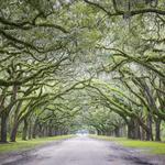 Wormsloe State Historic Site