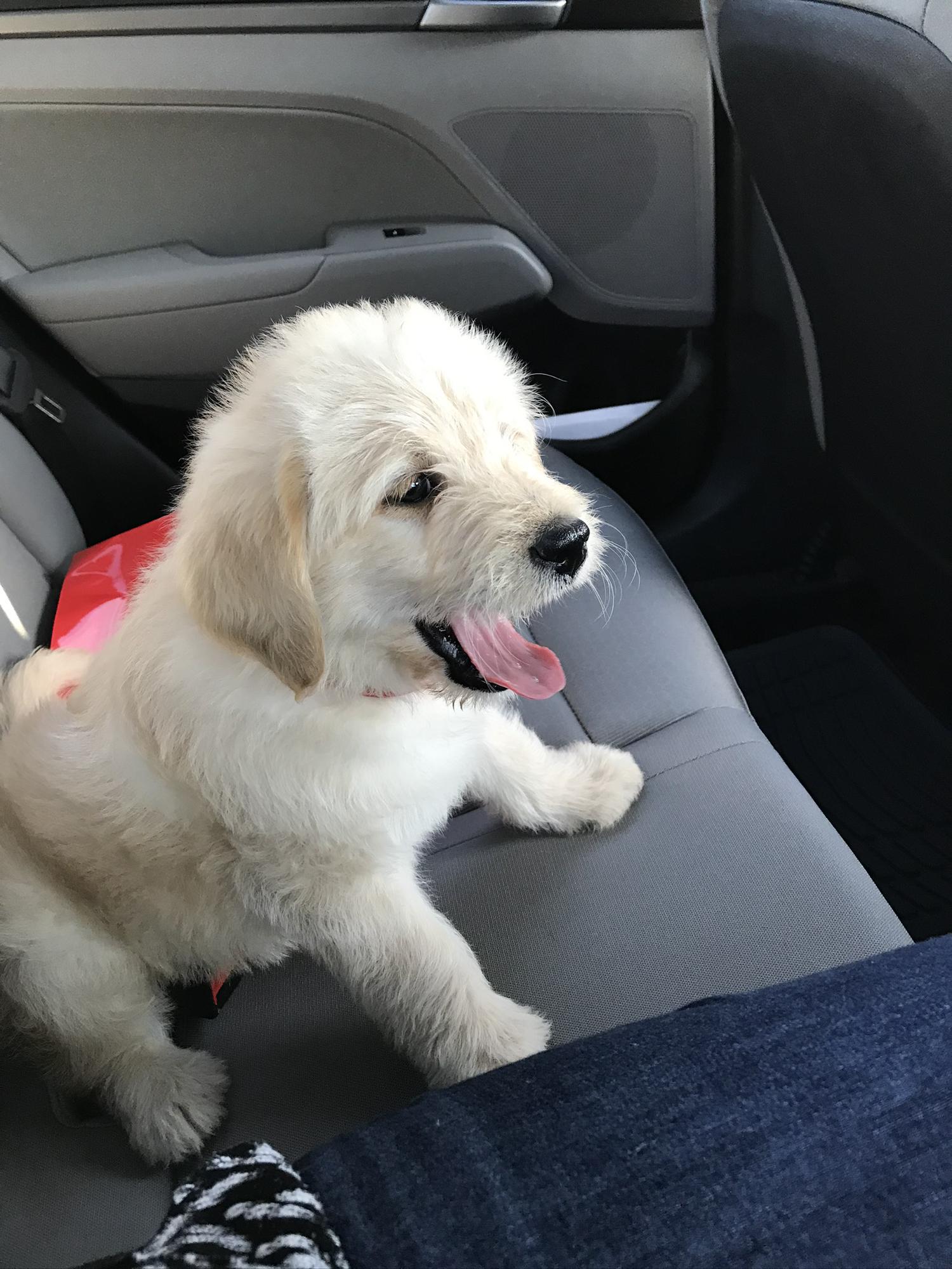 Bringing Roscoe home!