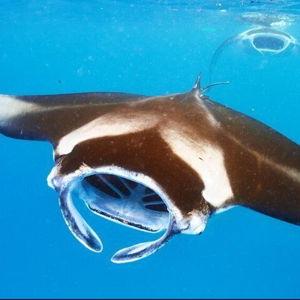 Night time swim with the Manta Rays