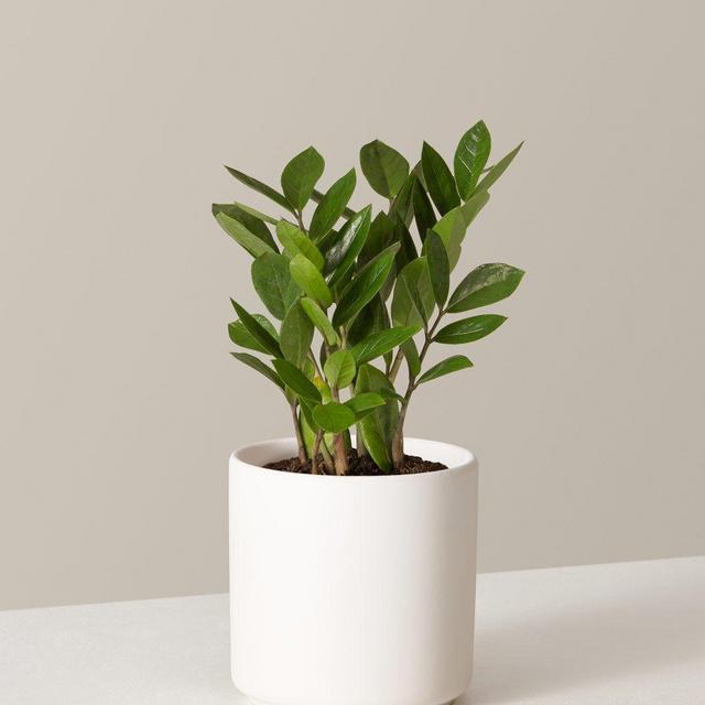 ZZ Plant